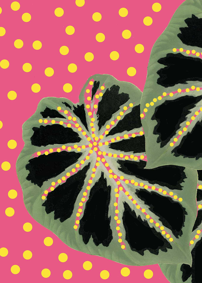 Polka Dot Plants