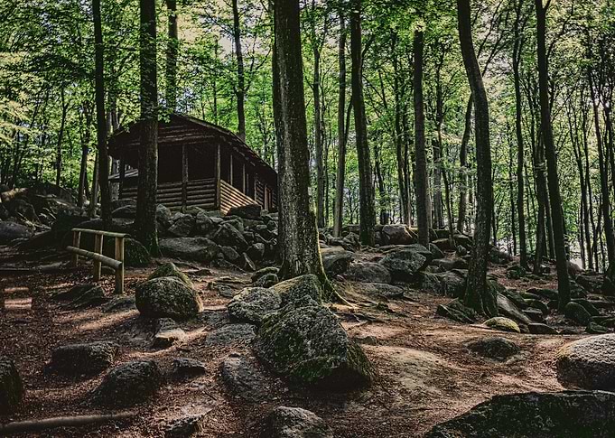 House in the Forest