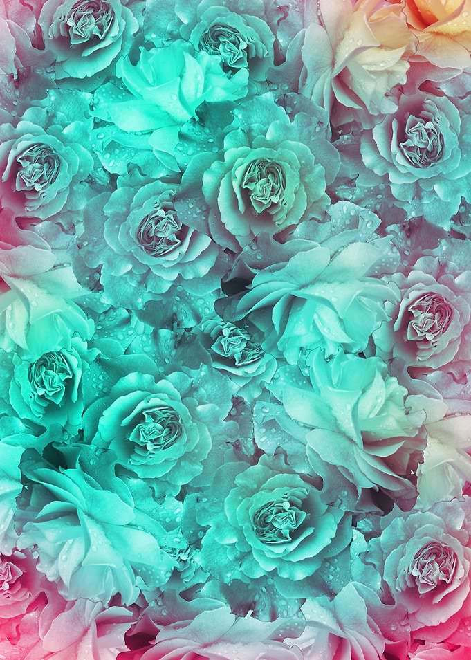 flowers 41