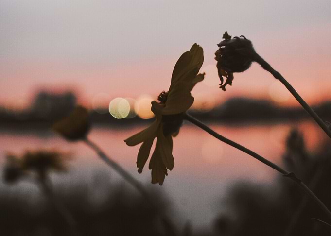 Sunset & Flowers