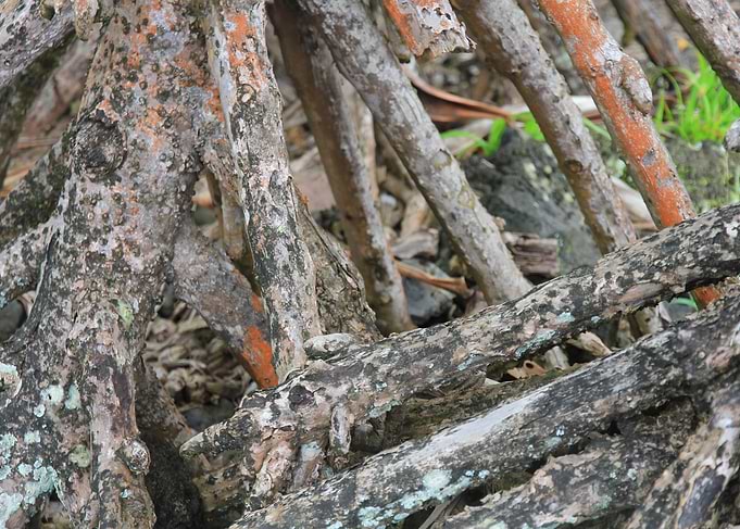 Jungle Tree Roots