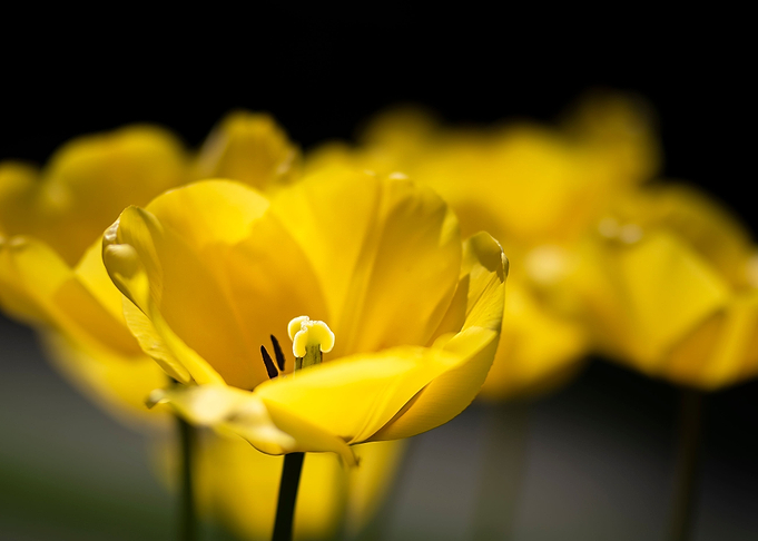 Tulips