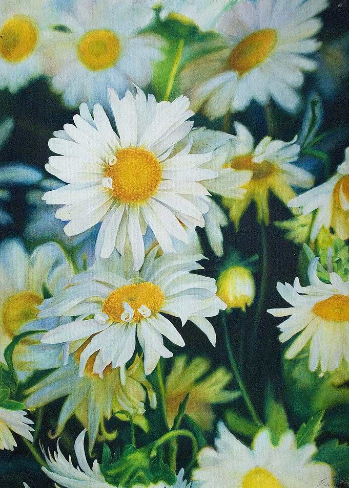 Chamomiles by Pavel Gutsalov