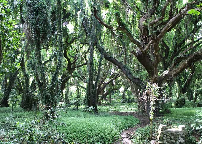 Jungle Vision in Green