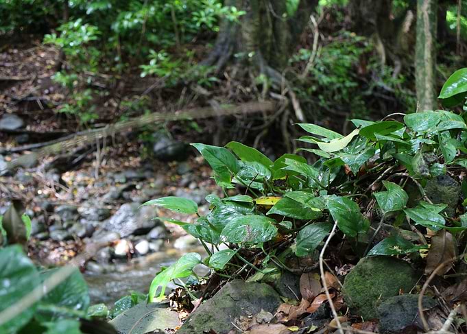 Jungle Floor Maui 2