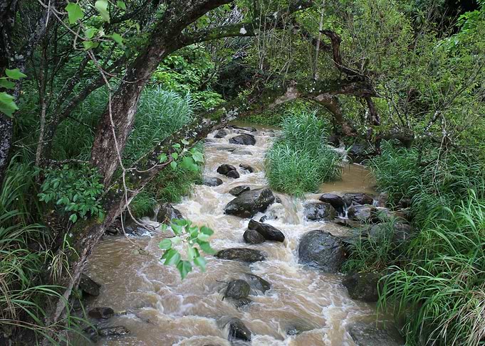 Wild Water Hawaii