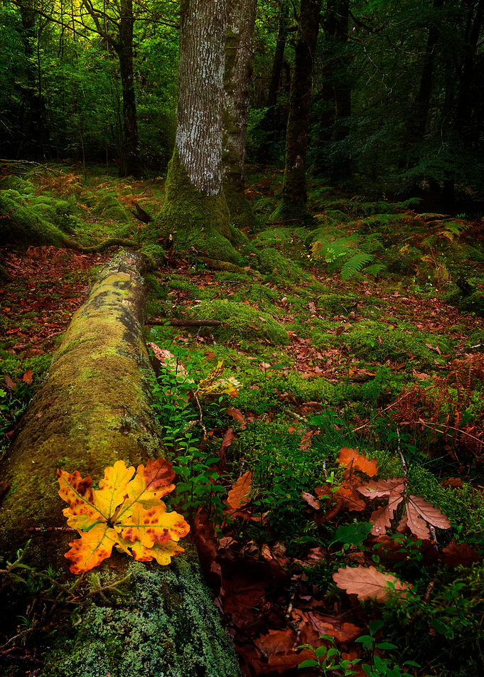 Autumn Oak