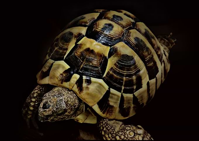 Frieda the Tortoise