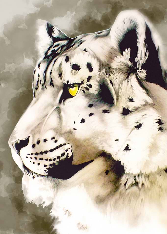 snow leopard