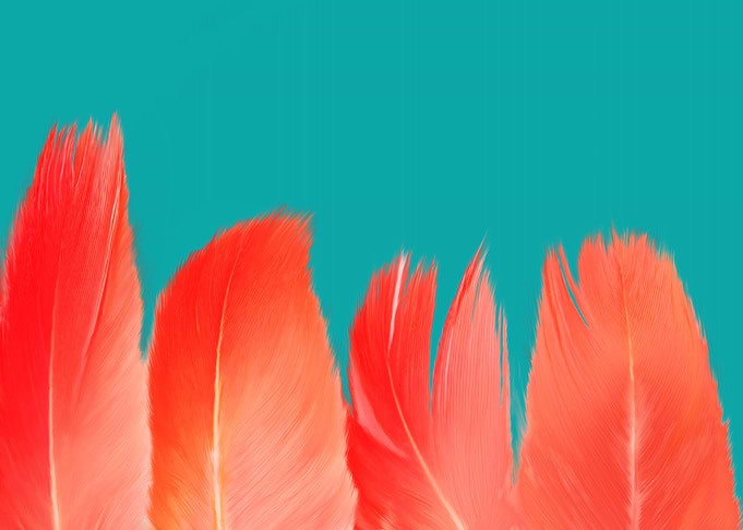 Flamingo Feathers