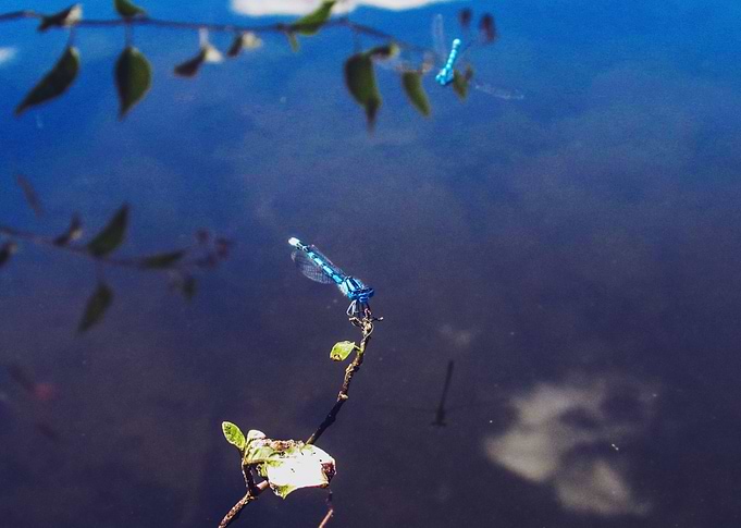 Blue Dragonfly