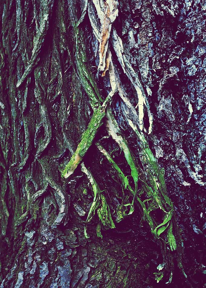 art of nature