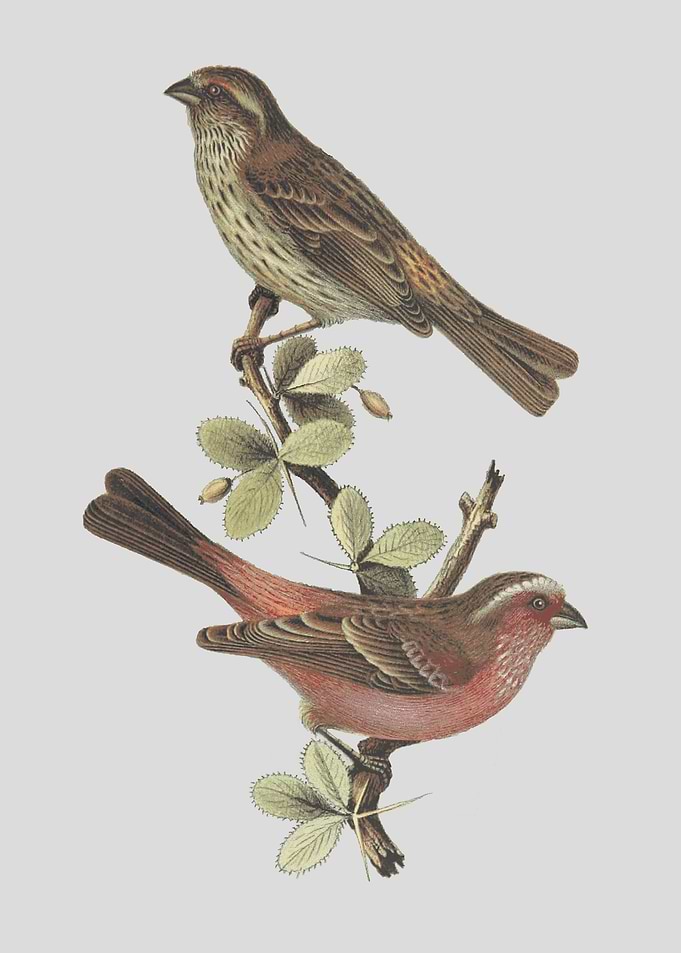 Birds