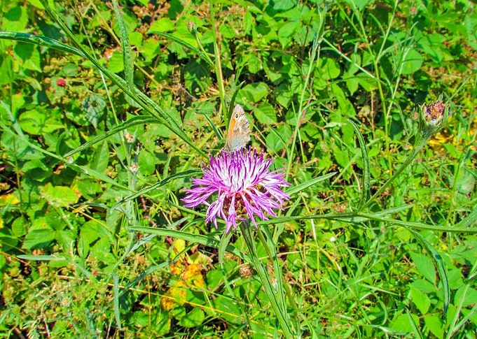 Summer Flower