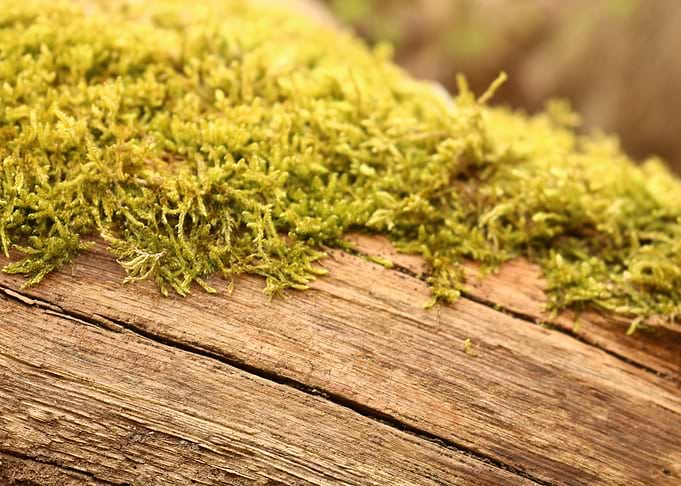 Mossy