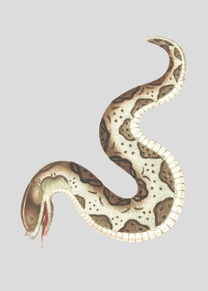 Snake
