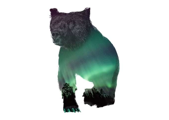 Bear,Pollar
