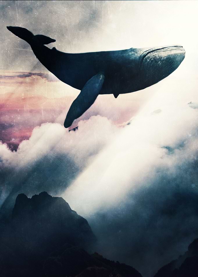 Blue Whale
