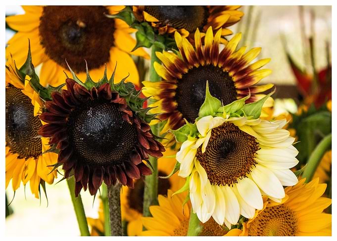 Sunflowers