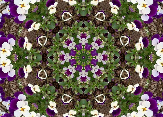 pansies mandal