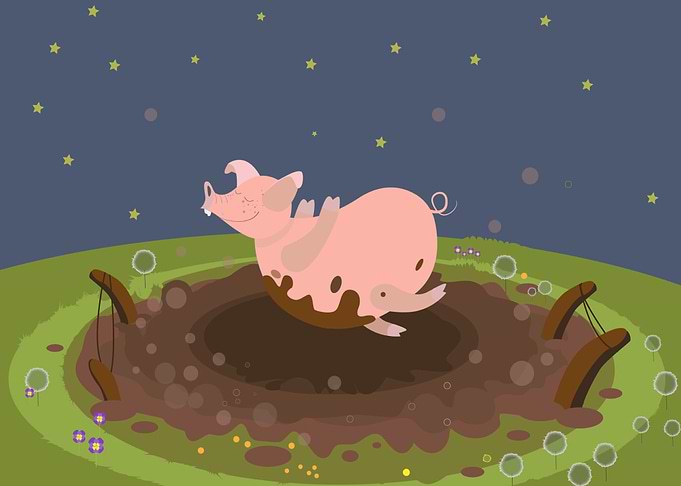 pig