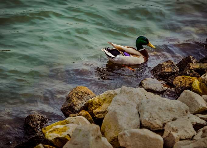 Mallard (Anas platyrhynchos)