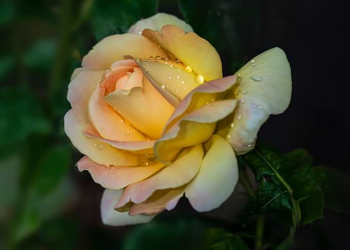 Pretty yellow rose with raindrops on petals