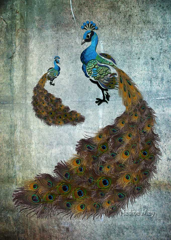 Peacock Feathers Art on paper