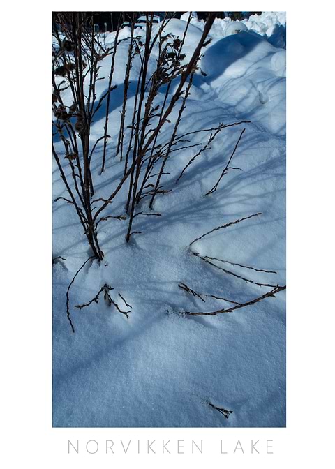 Norvikken Winter 2017 1