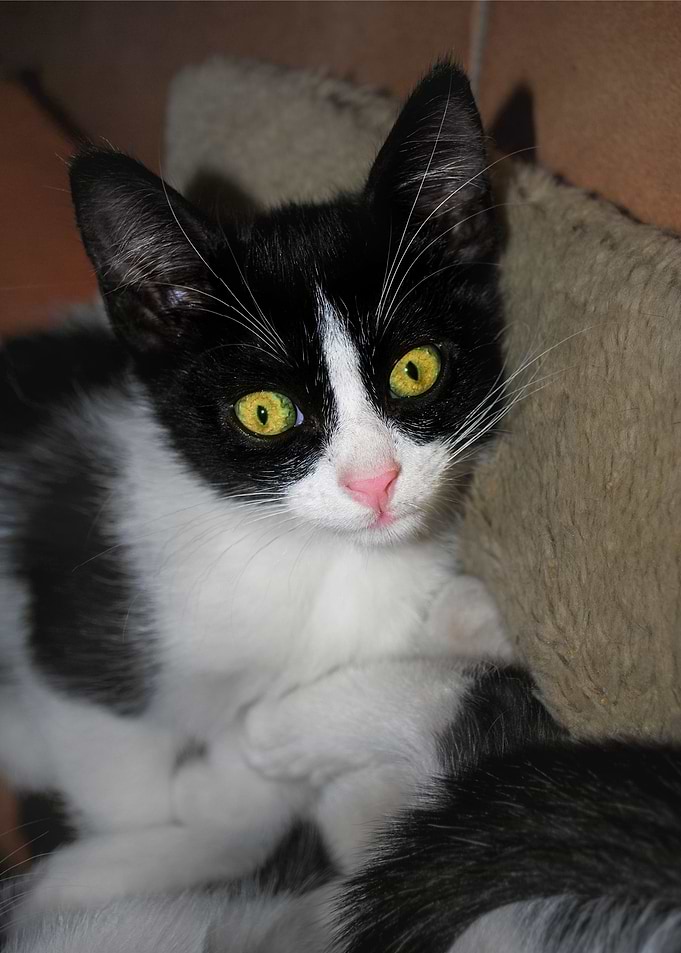 Kitten