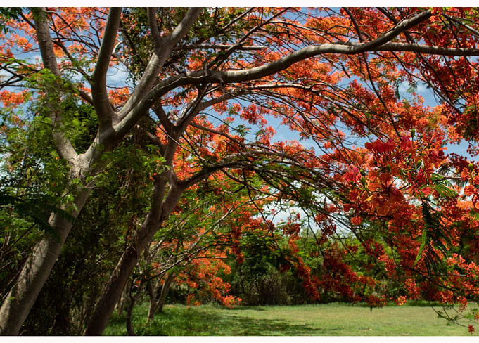 Under the shadow of the flamboyant