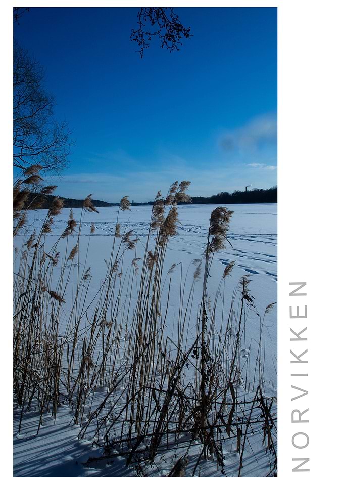 Norvikken Winter 2017 31