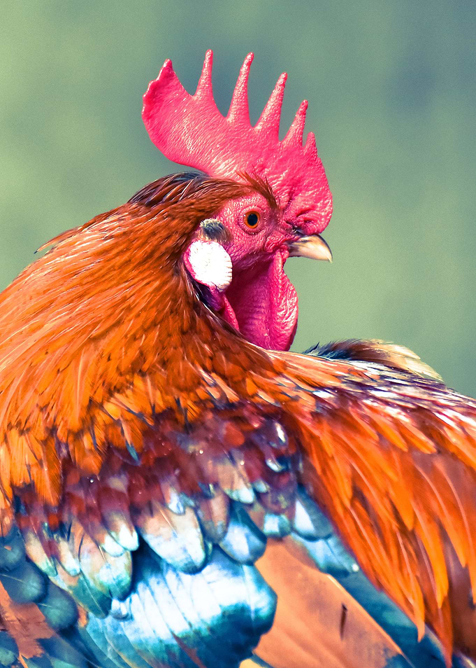Colorful Rooster | Photography, Nikon D750