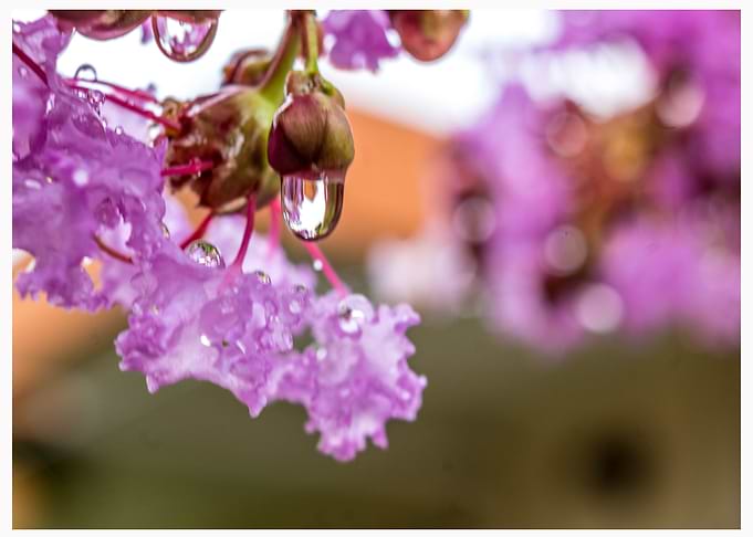 After the rain