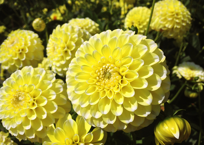 Dahlia Flower