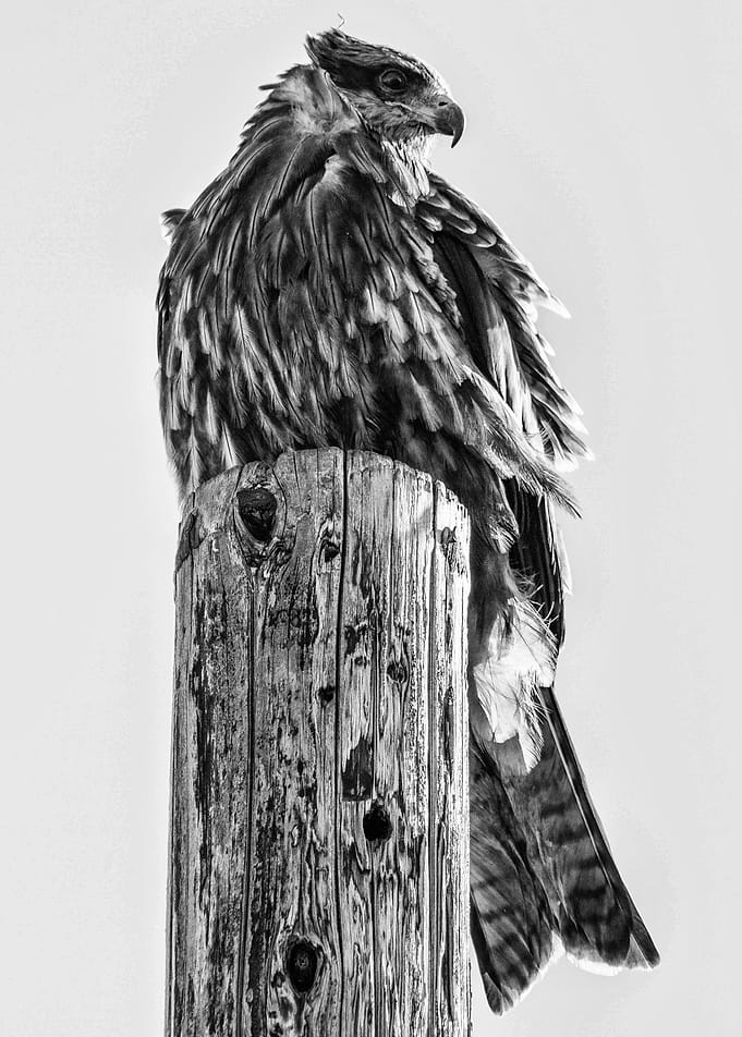 Japanese Seahawk