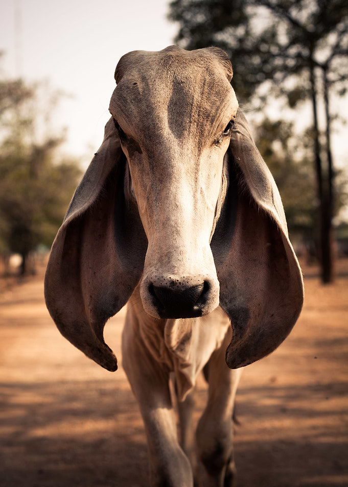 Cow
