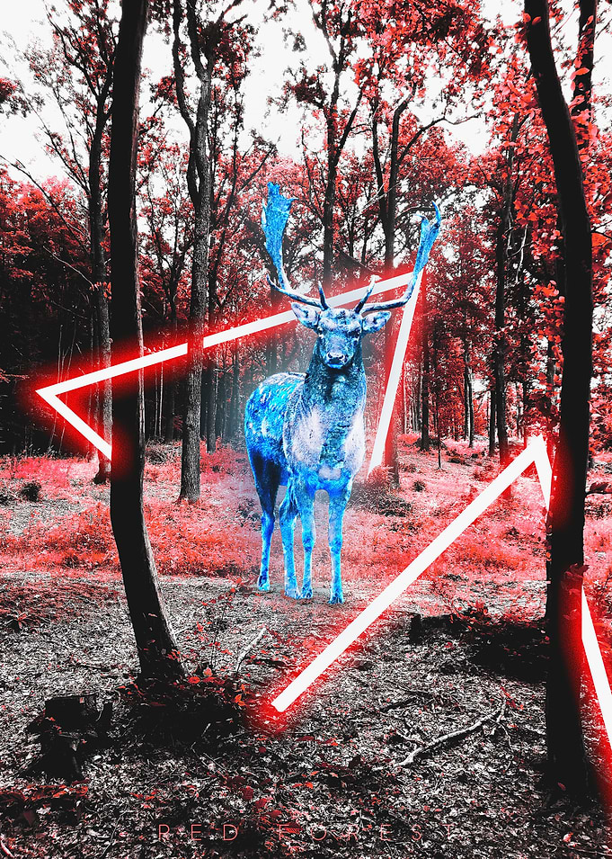 Deer in forest