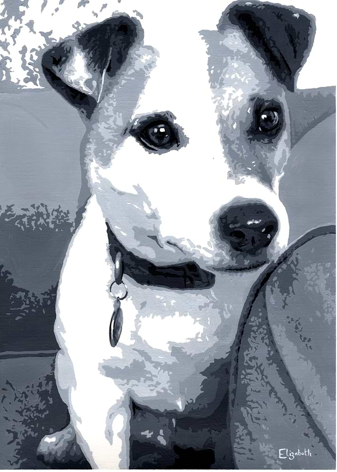 Paddy the Jack Russell