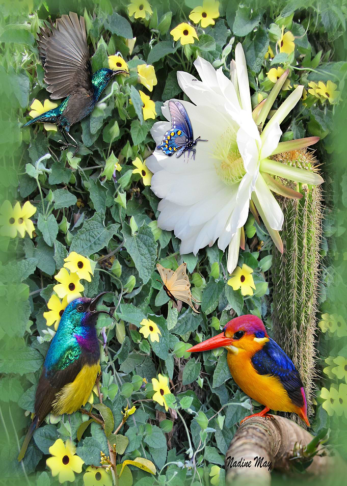 Cactai Flower Meeting