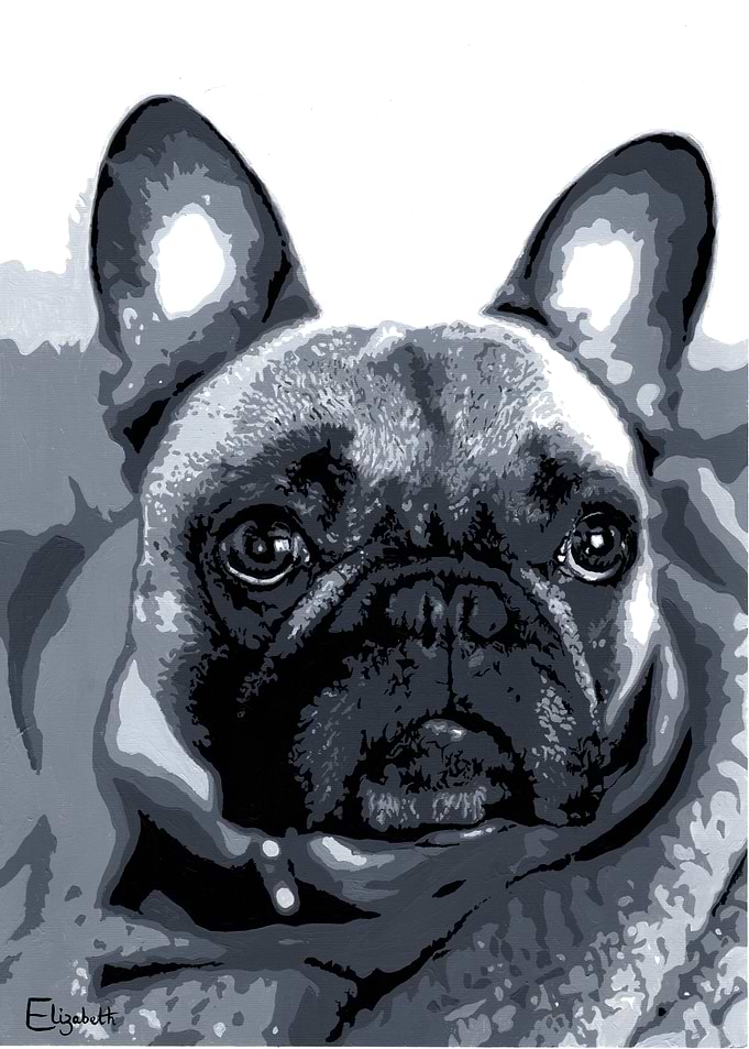 Murphy the French Bulldog