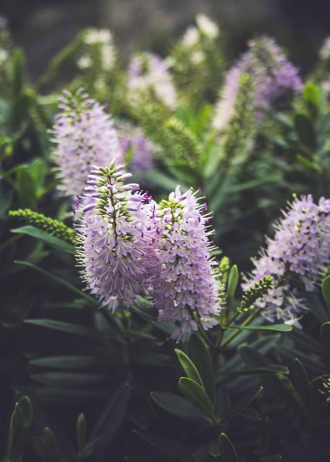 The Colour Purple!