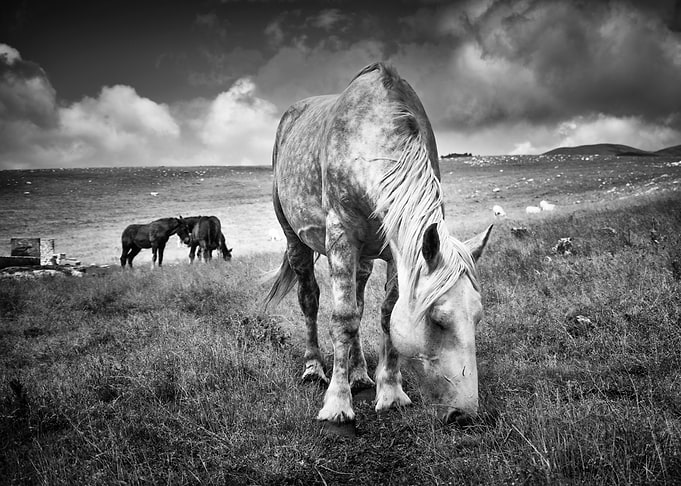 Wild Horses 08