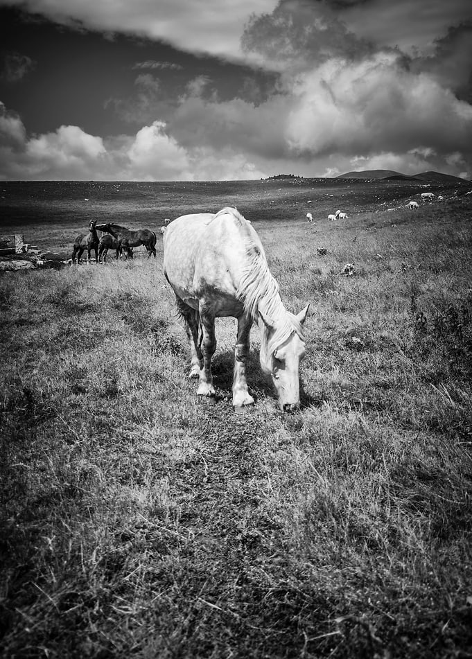 Wild Horses 01
