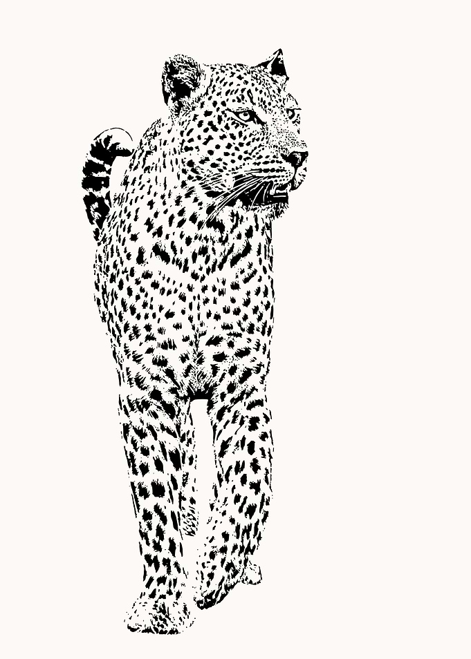 Male Leopard Full Figure