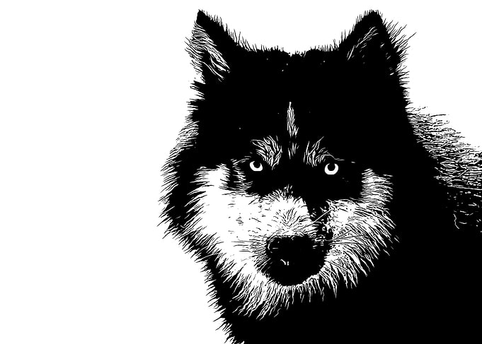 black&white husky