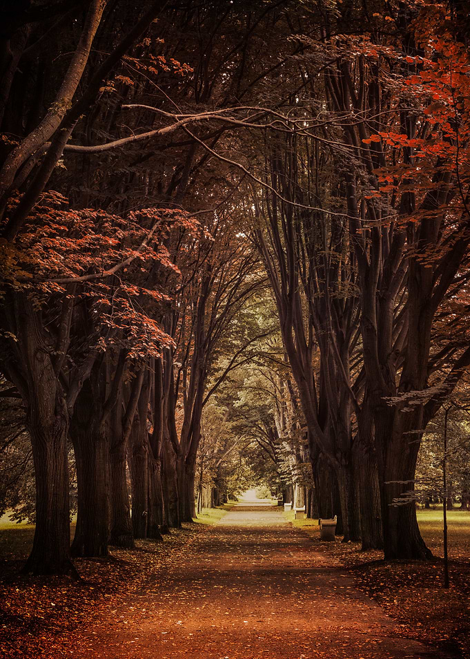 Autumn in the old park