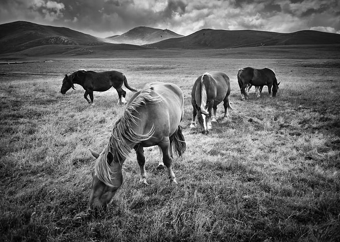 Wild Horses 03