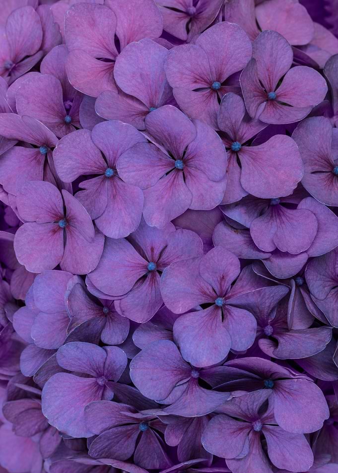 Closeup of purple hydrangea