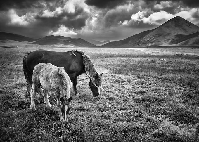 Wild Horses 06